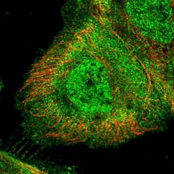 ZDBF2 Antibody, Novus Biologicals 0.1mL; Unlabeled:Antibodies, Polyclonal